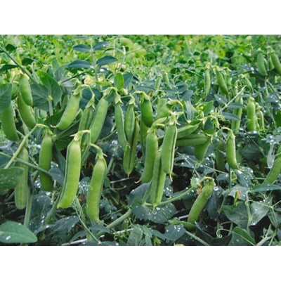 Семена гороха Макси Голд 1000 гр., Agri-Saaten
